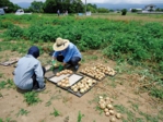 野菜の収穫２.jpg